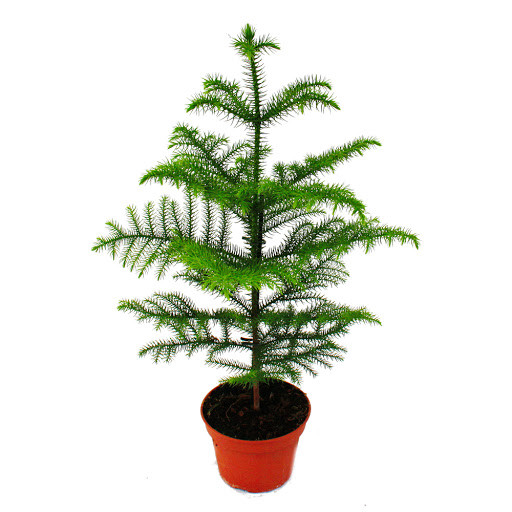Araucaria Heterophy 24/110