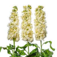 Matthiola Jor Cream X10