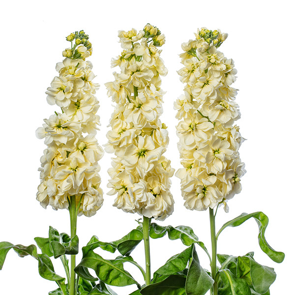 Matthiola Jor Cream X10