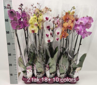 Phal 2 10kleuren Phalaenova 12/70