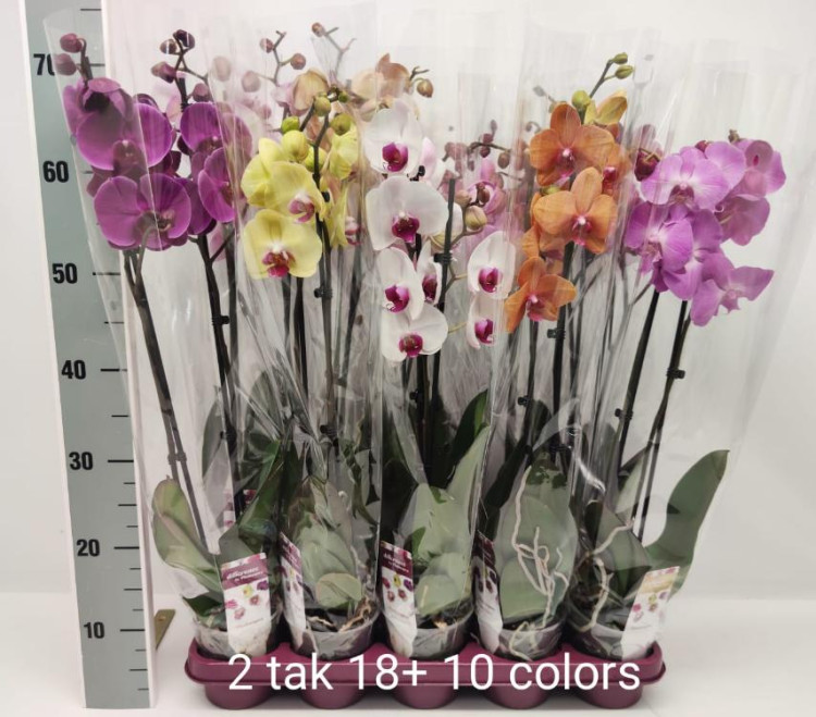 Phal 2 10kleuren Phalaenova 12/70