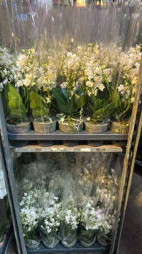 Phal Levo Multi White Roze 12/55