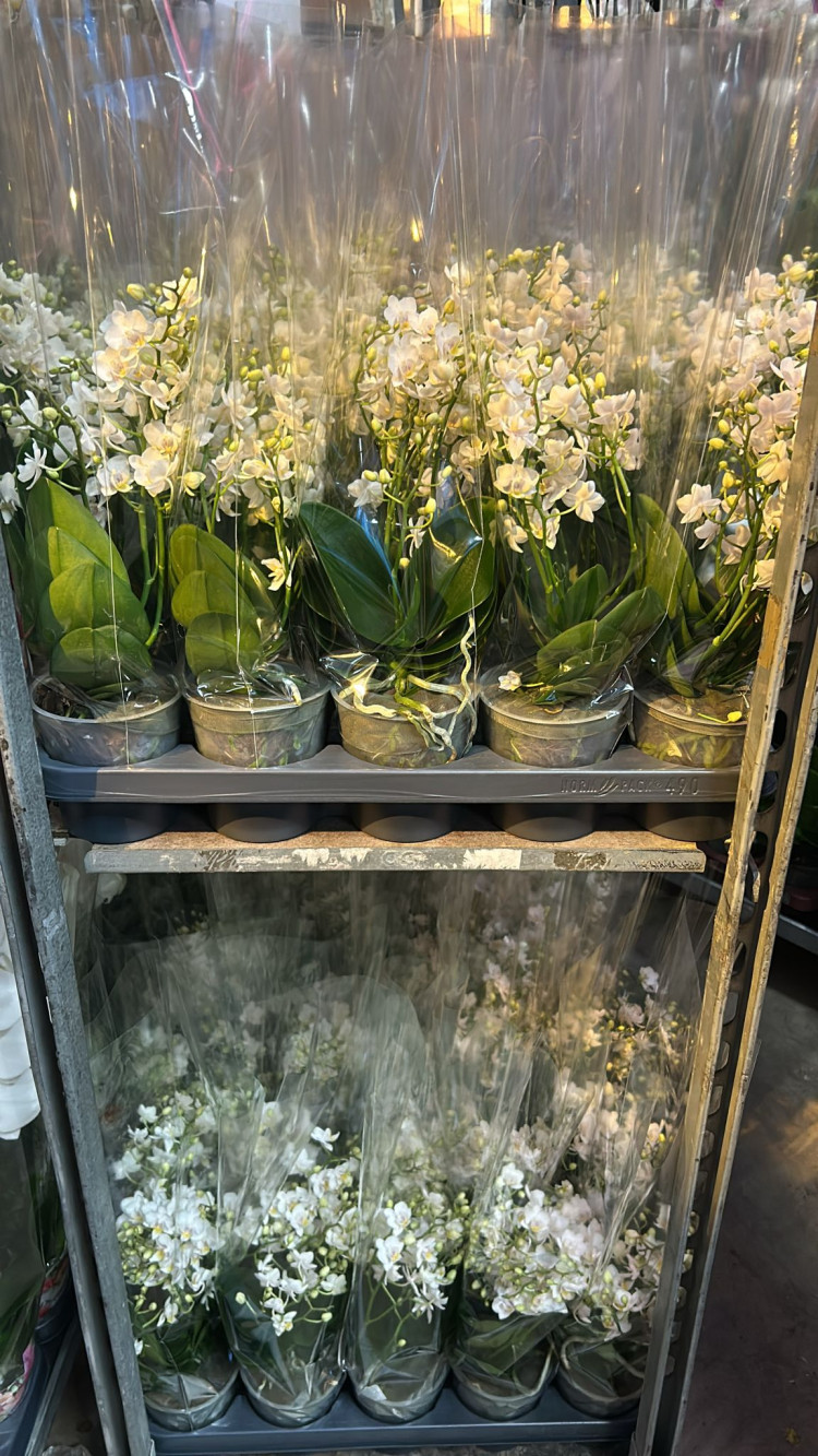 Phal Levo Multi White Roze 12/55
