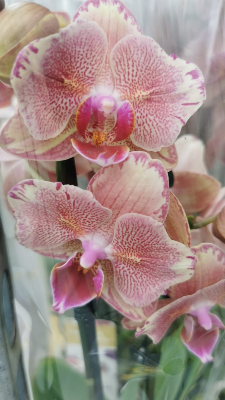 Phal 2-tak Peloric 12/60