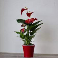 Anthurium Red Bull 17/60