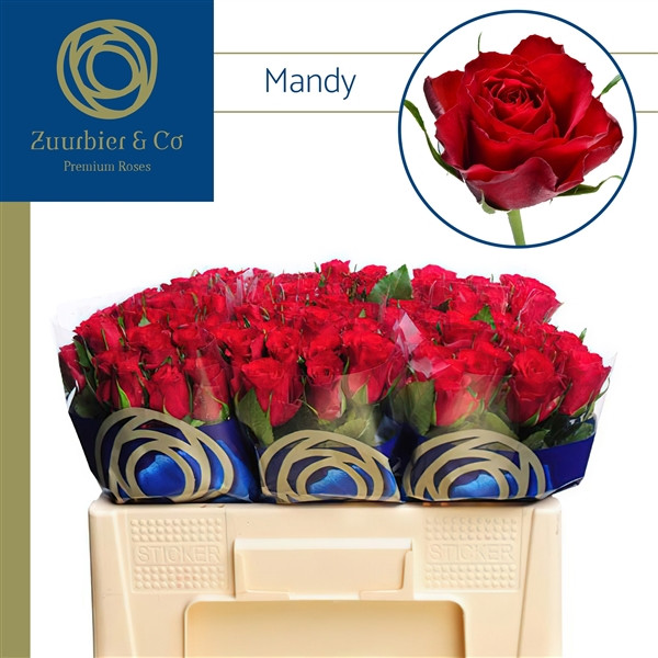 Rose Mandy 50 sm