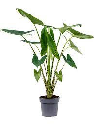 Alocasia Zebrina 24/120