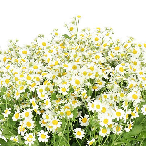 Tanacetum Cameron Holland