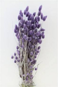 Phalaris Milka