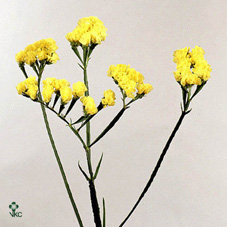 Lim Statice Yellow Holl