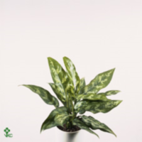 Aglaonema Maria