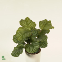 Calathea Orbifolia