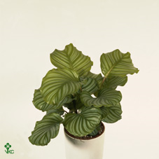 Calathea Orbifolia