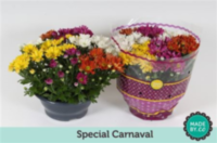 Chrysanth Schaal