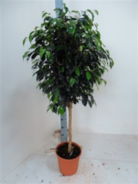 Ficus Be Exotica Op Stam Ex