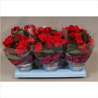 Begonia Du Baladin 14/30
