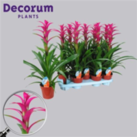 Guzmania Alerta Paars (decorum)