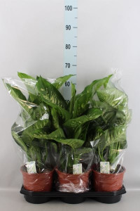 Dieffenbachia Se Tropic Snow 19/75