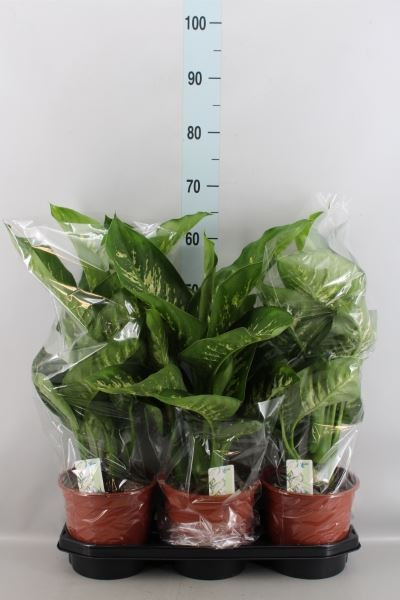 Dieffenbachia Se Tropic Snow 19/75