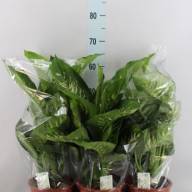 Dieffenbachia Se Tropic Snow 19/75 - DIEFFENBACHIA SE TROPIC SNOW 19.65 (1)