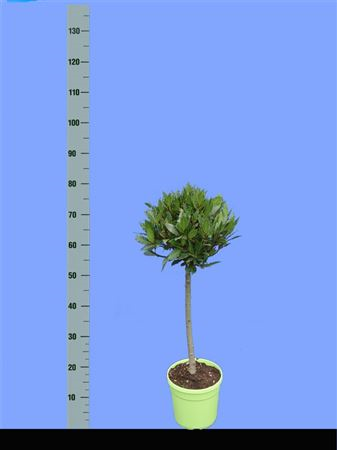 Laurus Nobelis Bol Op Stam Diam 25cm