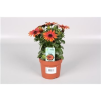 Osteospermum Rood