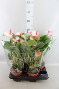 Anth Princess Amalia Elegance 14/60