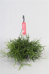Rhipsalis Heteroclada Hangpot (grower)