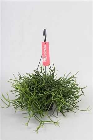 Rhipsalis Heteroclada Hangpot (grower)