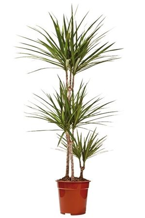 Dracaena Marginata 3рр 21/90