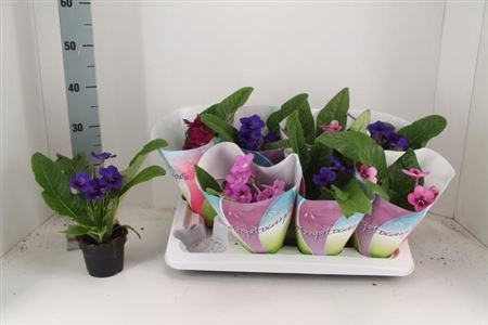 Streptocarpus Gem 12/30