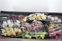 Cymbidium S 9 Holland