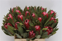 Protea Brenda 60sm X5