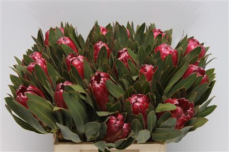 Protea Brenda 60sm X5