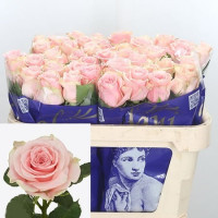 Rose Lupita 60 sm