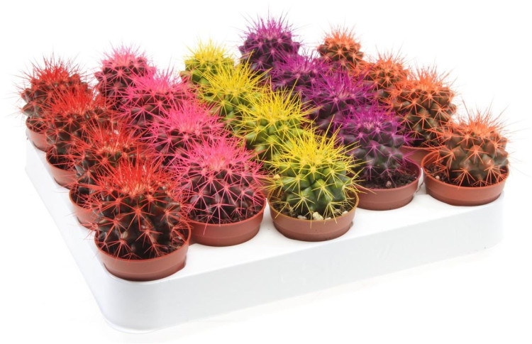 Echinocactus Rainbow  Dubbel  12/15