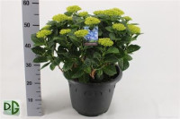 Hydrangea Anda 19/35