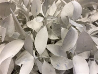Ruscus White 60sm X50