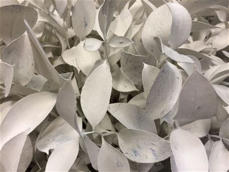 Ruscus White 60sm X50