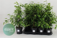 Ficus Be Anastasia 17/70