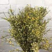 Ginestra Champagne 400 gr