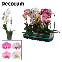 Phal 1-tak Cascade Decorum Mix 12/50