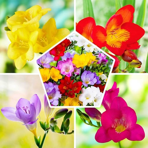 Freesia Ov 13/45