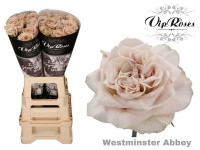 Rose Wminster Abbey Vip 70 sm
