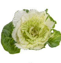 Brassica Red Crane X5