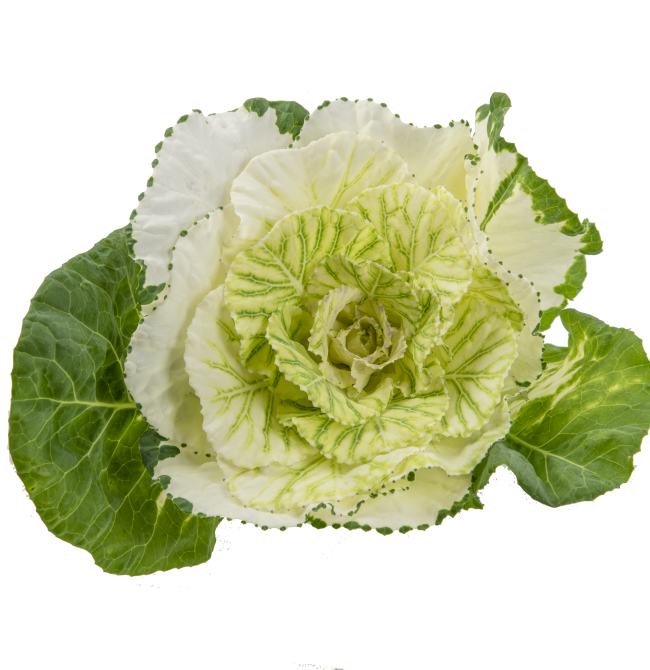 Brassica Red Crane X5