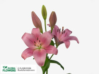 Lilium S Or Du Dejima