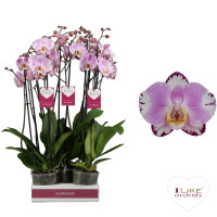 Phal 2-tak Art Nouveau 12/55