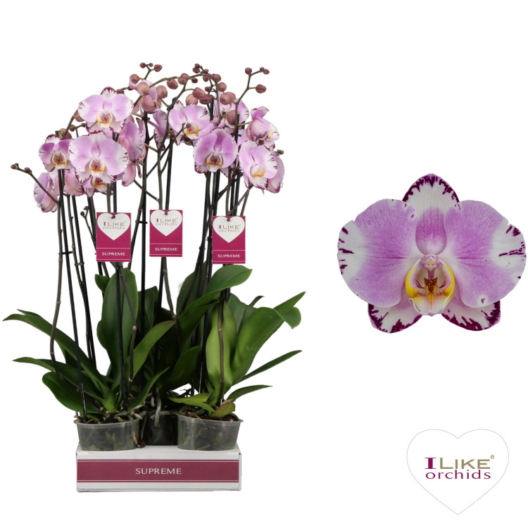 Phal 2-tak Art Nouveau 12/55