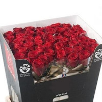 Rose Red 8 60 sm